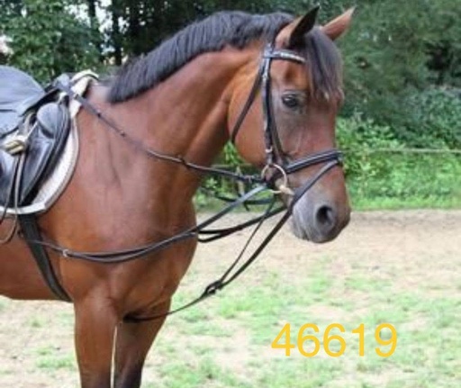 RENE TRIANGLE HKM noir cheval