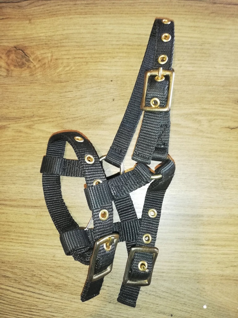 licol poulain mini/shet noir