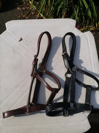 licol cuir marron poney